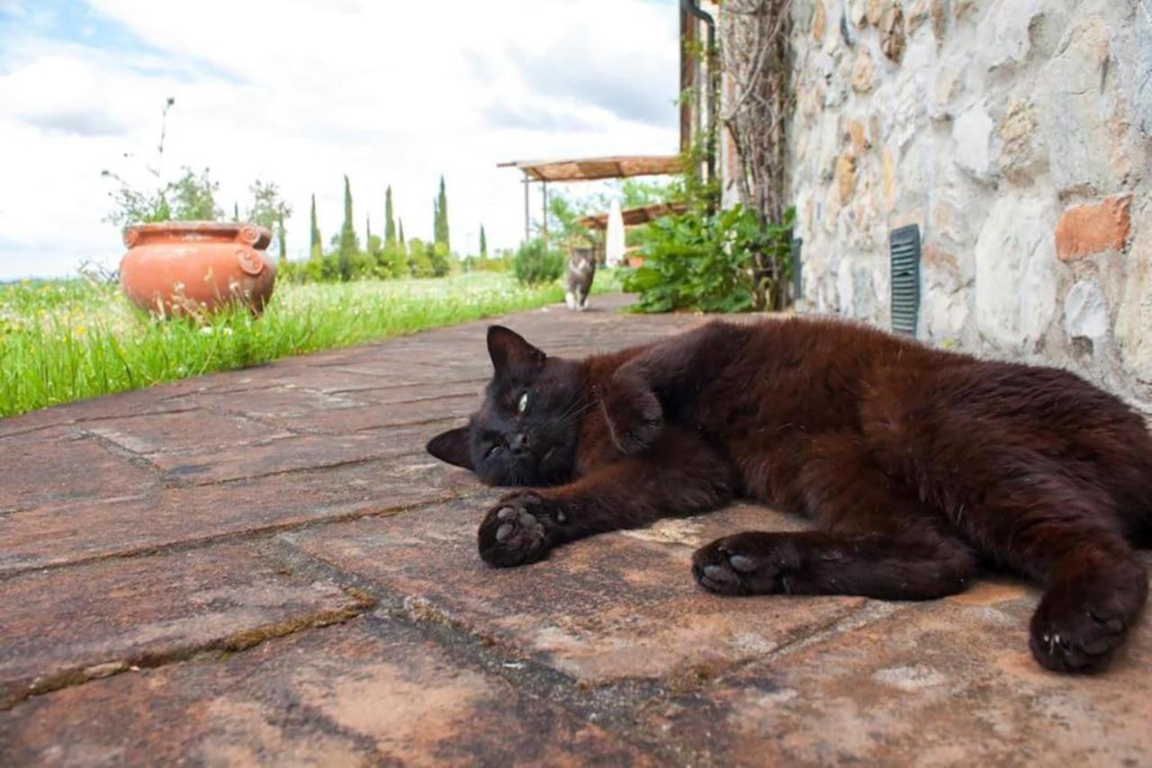 Agriturismo Fattoria Di Statiano Pomarance Eksteriør billede